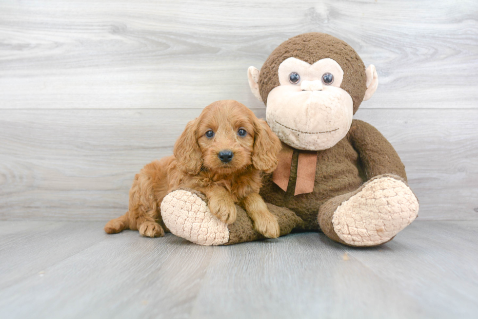 Cute Mini Goldendoodle Baby