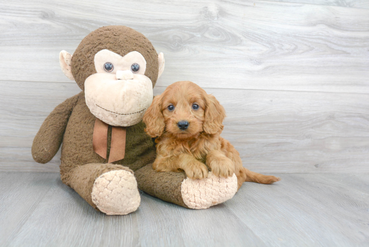 Mini Goldendoodle Puppy for Adoption