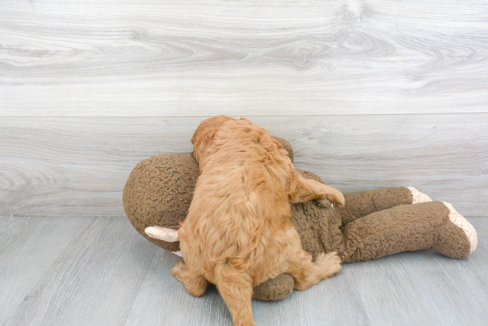 Sweet Mini Goldendoodle Baby