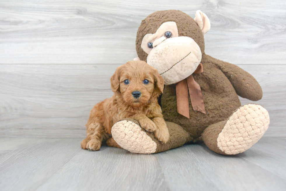 Best Mini Goldendoodle Baby