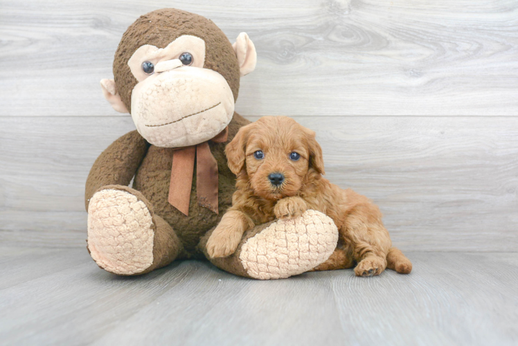 Small Mini Goldendoodle Baby