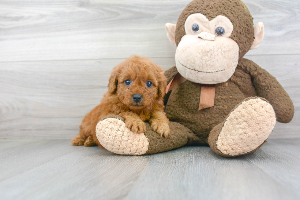 Popular Mini Goldendoodle Poodle Mix Pup