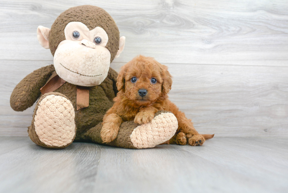 Fluffy Mini Goldendoodle Poodle Mix Pup