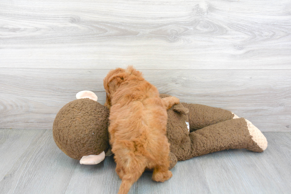 Mini Goldendoodle Pup Being Cute