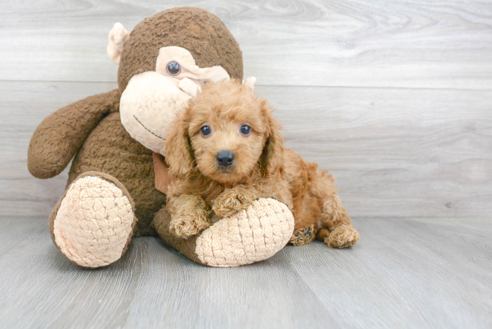 Petite Mini Goldendoodle Poodle Mix Pup