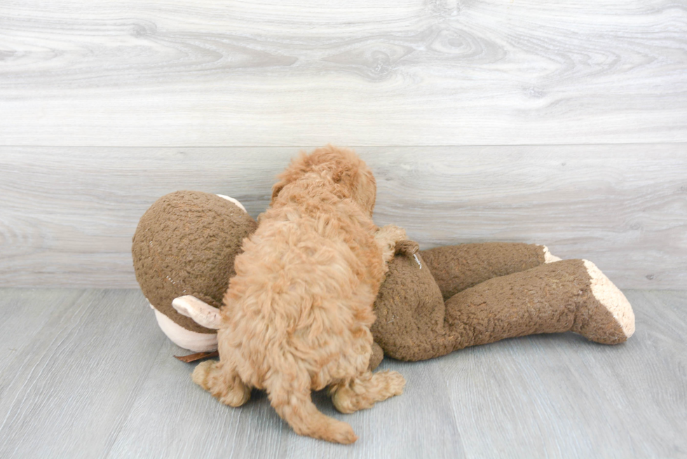 Fluffy Mini Goldendoodle Poodle Mix Pup