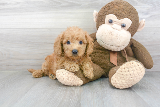 Popular Mini Goldendoodle Poodle Mix Pup