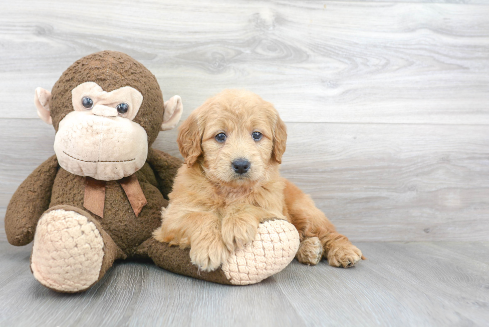 Mini Goldendoodle Puppy for Adoption