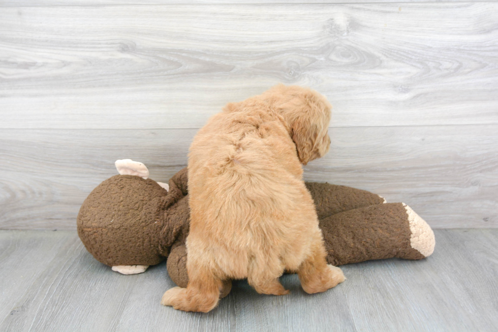 Mini Goldendoodle Pup Being Cute