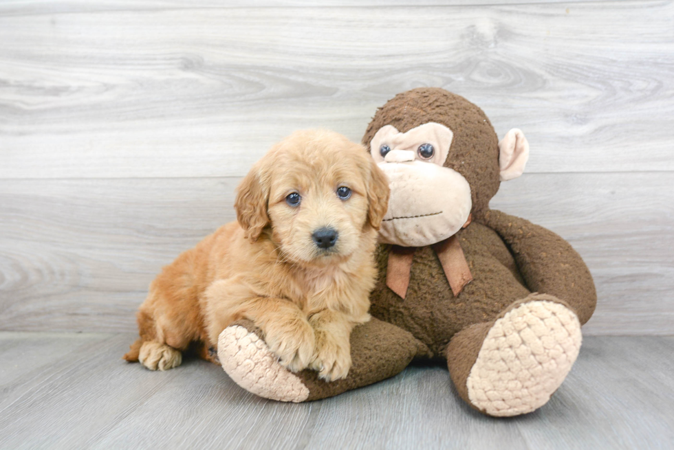 Best Mini Goldendoodle Baby