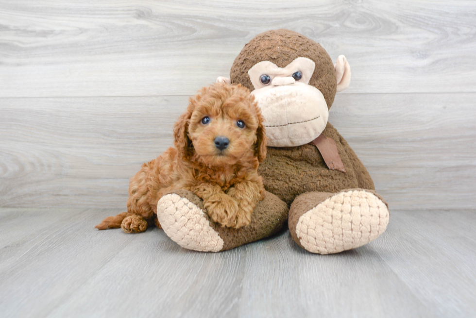 Best Mini Goldendoodle Baby