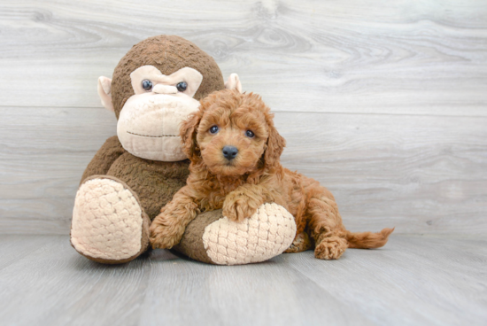 Happy Mini Goldendoodle Baby