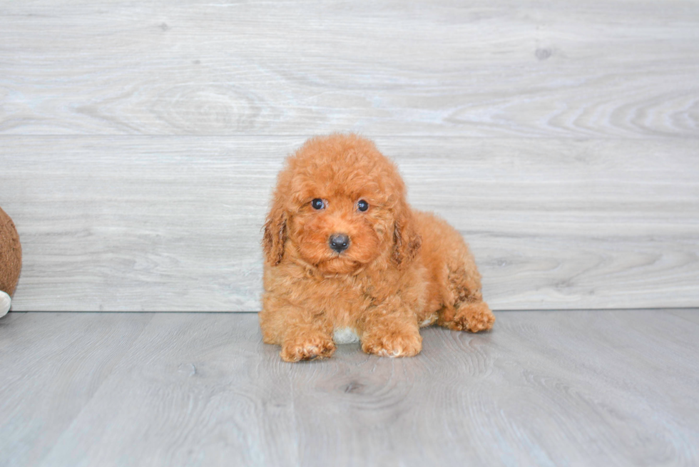 Best Mini Goldendoodle Baby