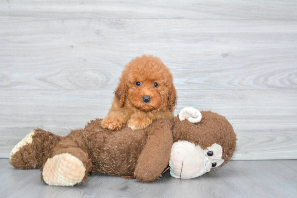 Mini Goldendoodle Pup Being Cute