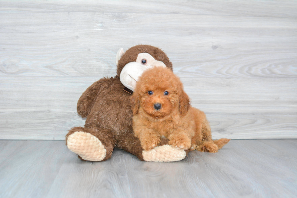 Best Mini Goldendoodle Baby