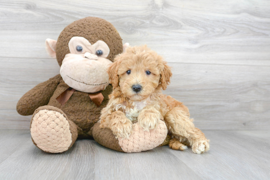 Energetic Golden Retriever Poodle Mix Puppy