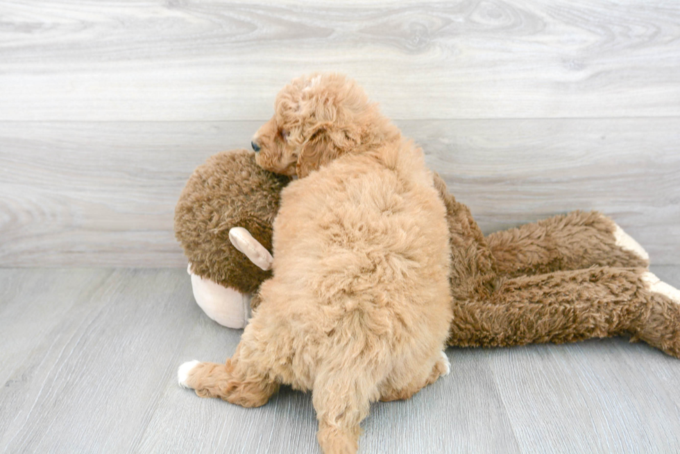 Mini Goldendoodle Puppy for Adoption