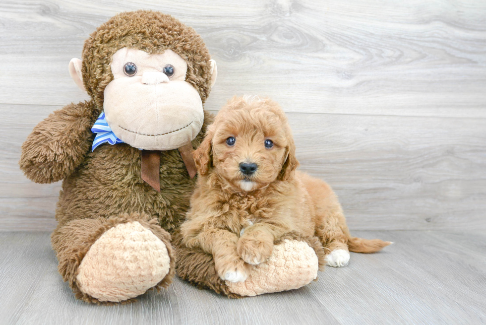 Best Mini Goldendoodle Baby