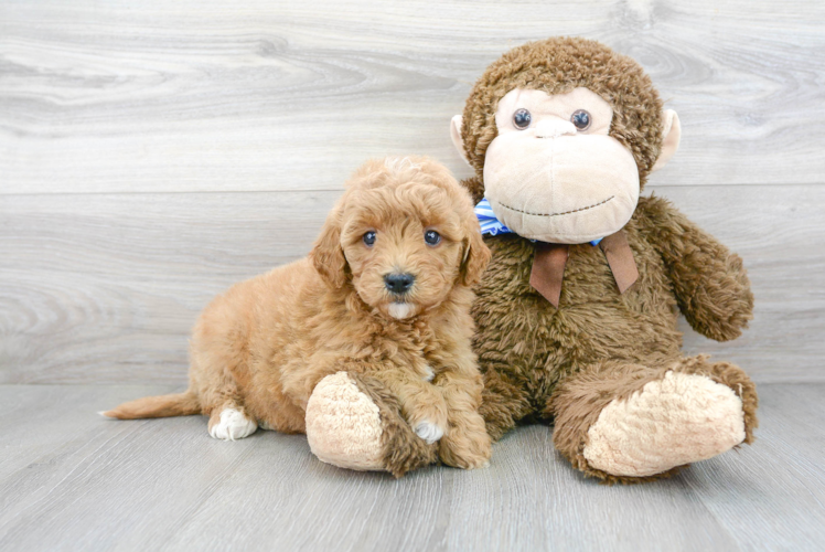Cute Mini Goldendoodle Baby