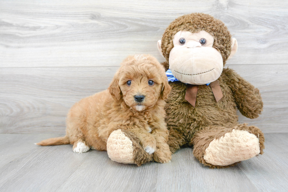 Cute Mini Goldendoodle Baby