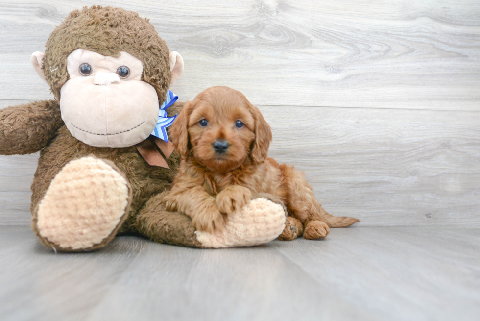 Mini Goldendoodle Puppy for Adoption