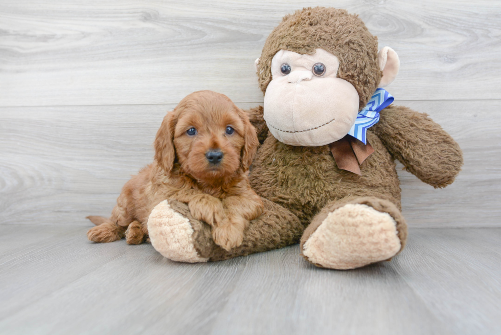 Mini Goldendoodle Pup Being Cute