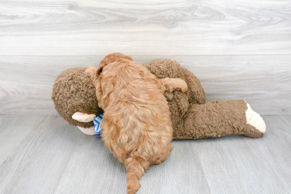 Mini Goldendoodle Pup Being Cute