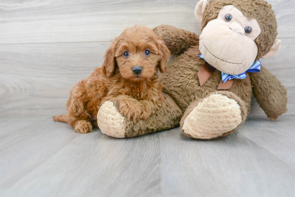 Cute Mini Goldendoodle Baby