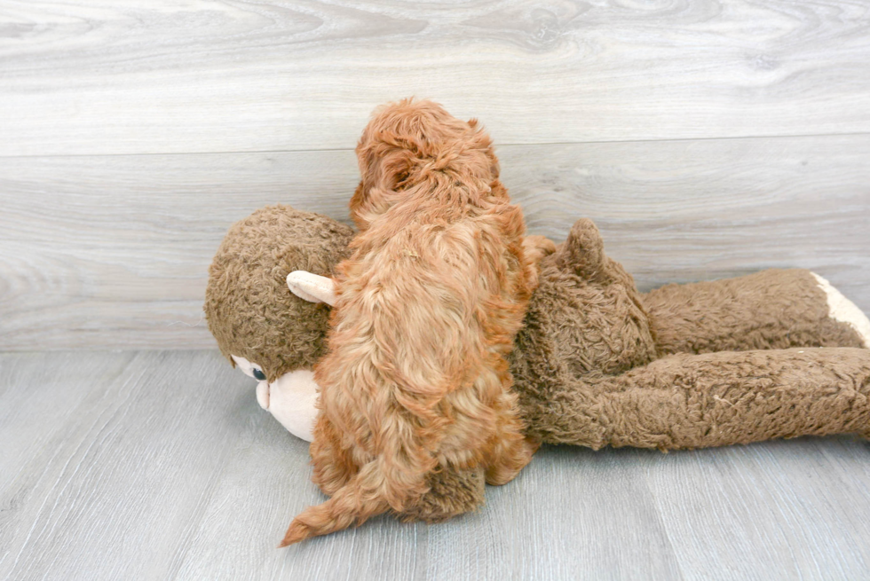 Smart Mini Goldendoodle Poodle Mix Pup