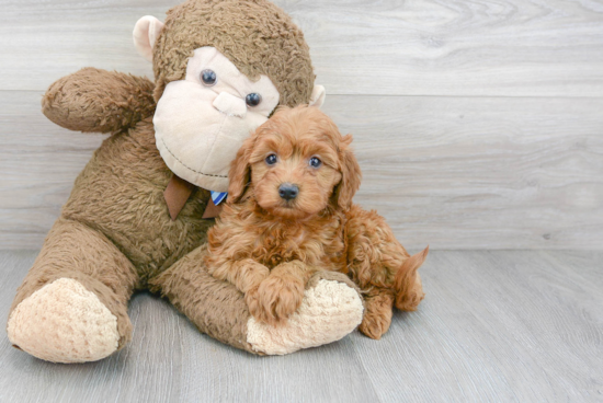 Mini Goldendoodle Puppy for Adoption