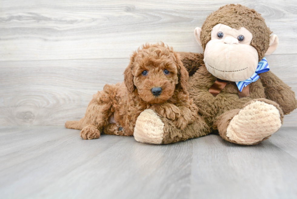 Little Golden Retriever Poodle Mix Puppy