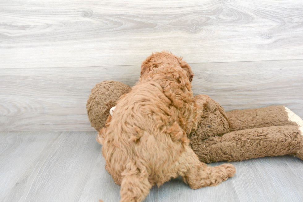 Mini Goldendoodle Puppy for Adoption