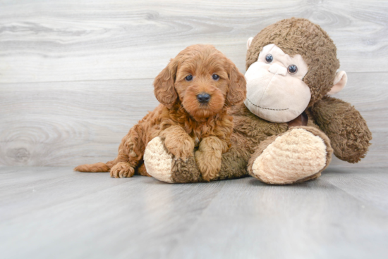 Mini Goldendoodle Puppy for Adoption