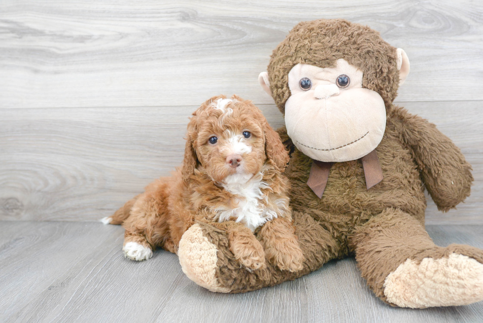 Happy Mini Goldendoodle Baby