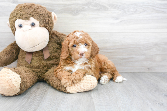 Petite Mini Goldendoodle Poodle Mix Pup