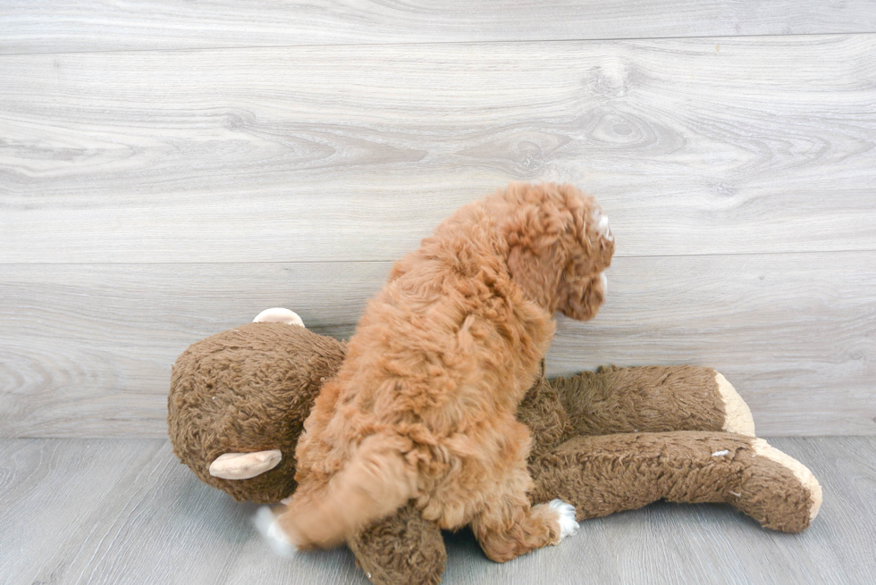 Sweet Mini Goldendoodle Baby