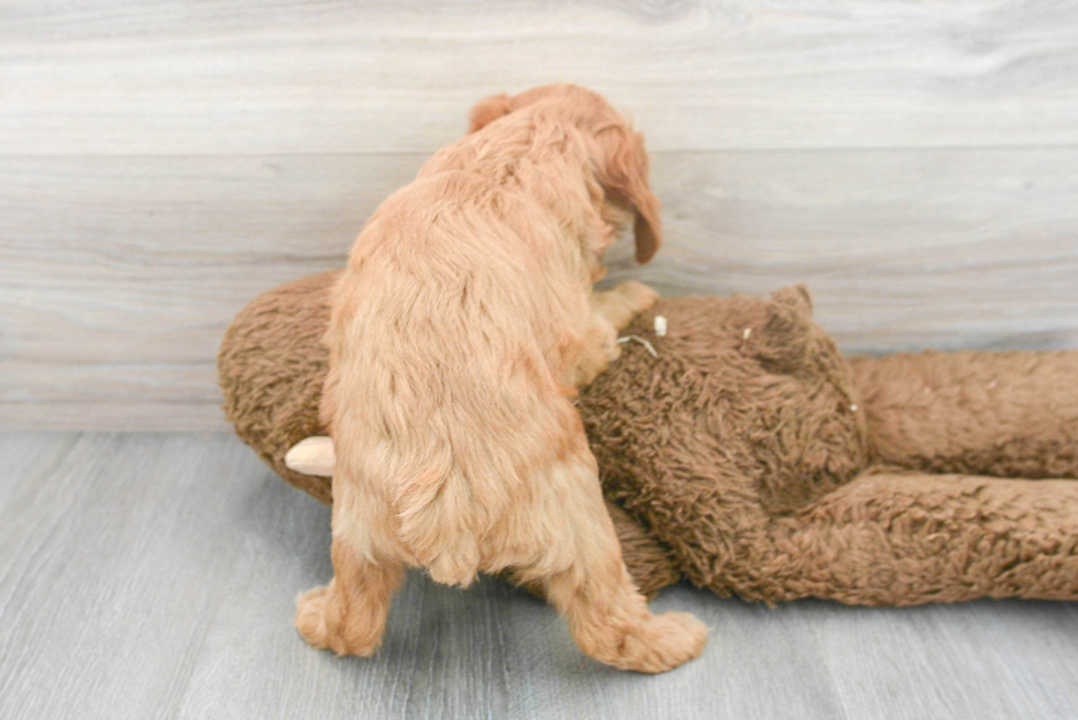 Best Mini Goldendoodle Baby