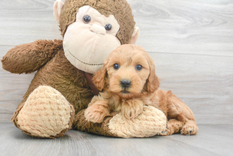 Fluffy Mini Goldendoodle Poodle Mix Pup