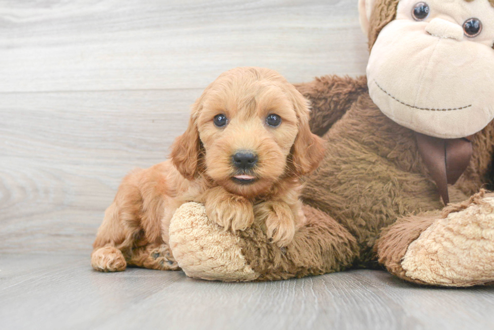 Petite Mini Goldendoodle Poodle Mix Pup