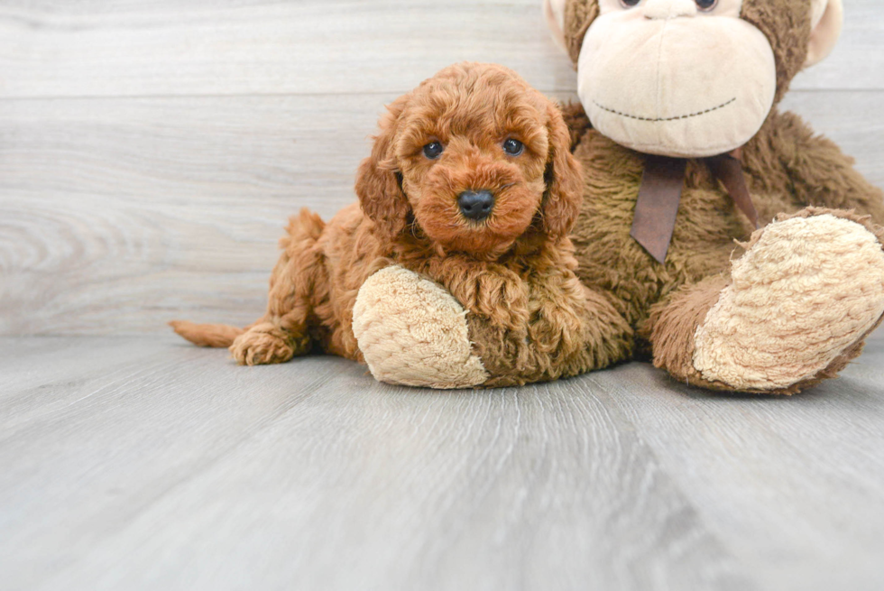 Hypoallergenic Golden Retriever Poodle Mix Puppy