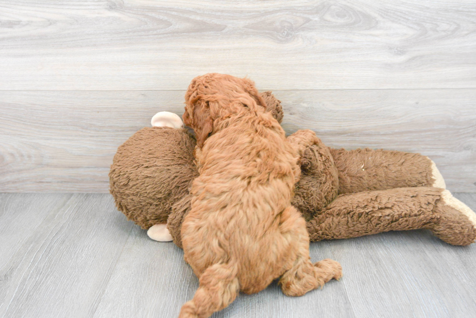 Mini Goldendoodle Pup Being Cute