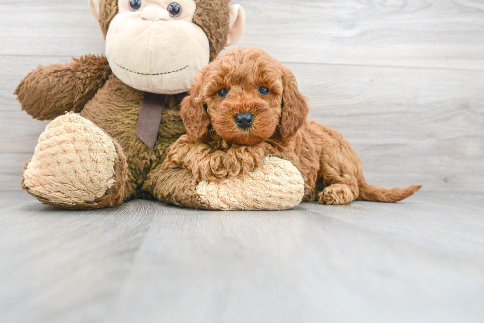 Smart Mini Goldendoodle Poodle Mix Pup