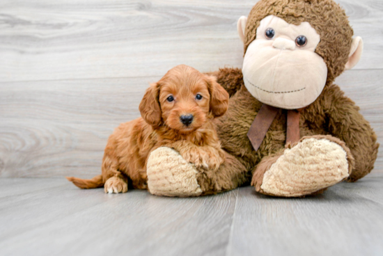 Best Mini Goldendoodle Baby