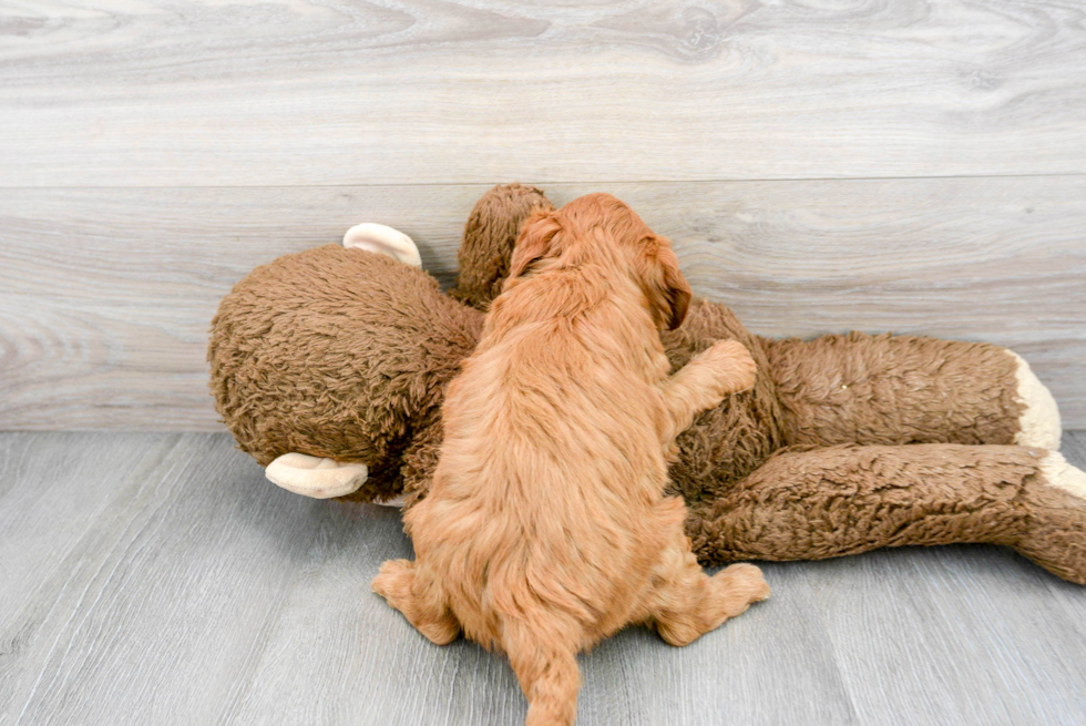 Mini Goldendoodle Pup Being Cute