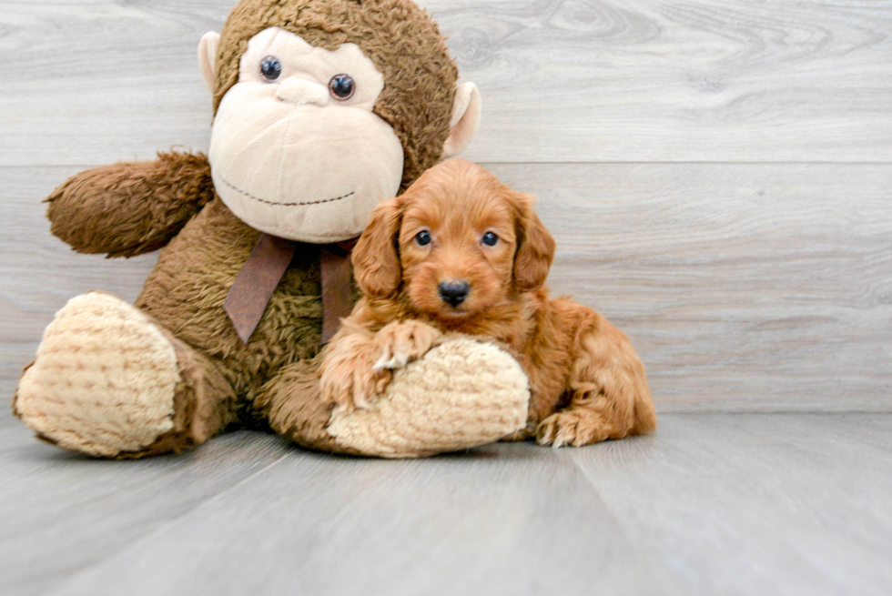 Mini Goldendoodle Puppy for Adoption