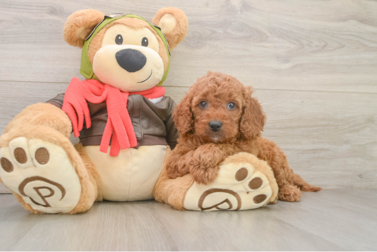 Best Mini Goldendoodle Baby