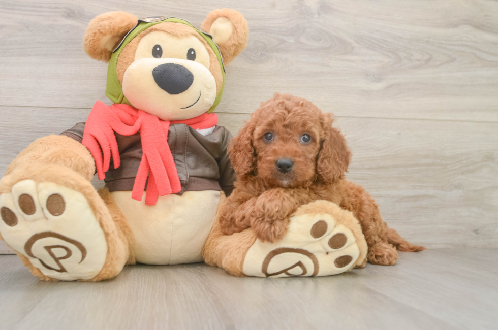 5 week old Mini Goldendoodle Puppy For Sale - Premier Pups