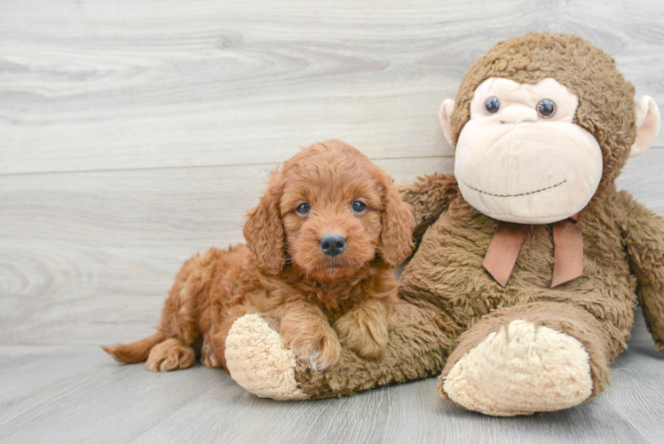 Mini Goldendoodle Puppy for Adoption