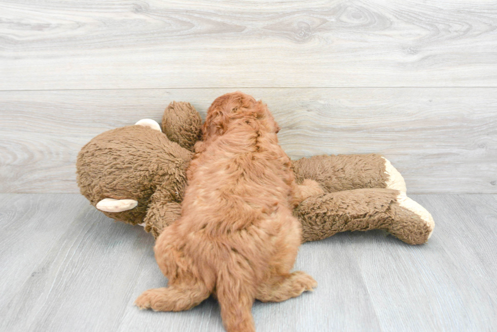 Sweet Mini Goldendoodle Baby