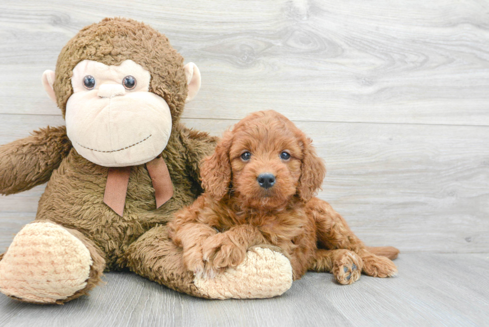 Funny Mini Goldendoodle Poodle Mix Pup